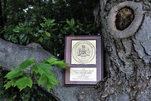 County of Fairfax Virginia's Land Conservation Award in Tree Preservation presented to Quaker Custom Homes. The award is placed in a tree branch.