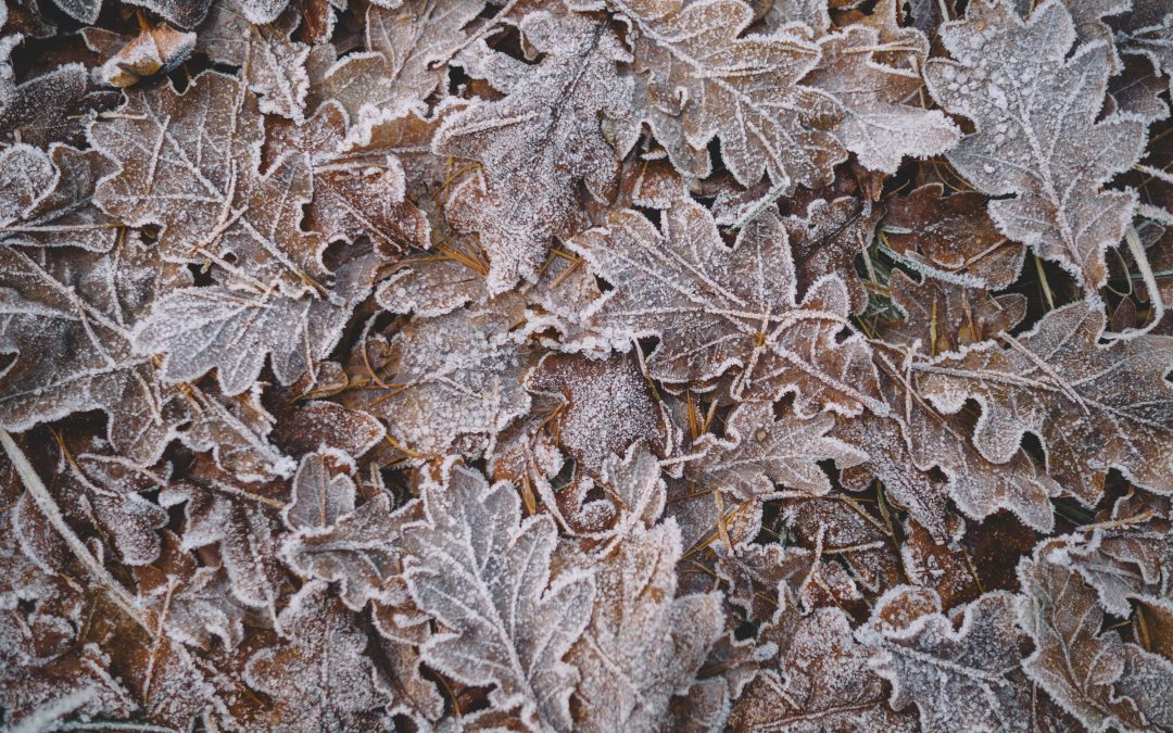 Prepare for Winter: Late Fall Maintenance Tips
